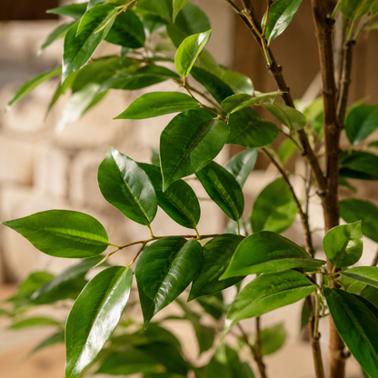 Artificial Ficus Decor Tree